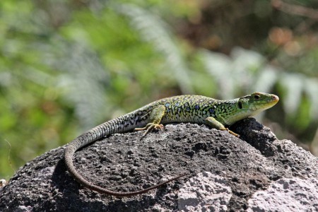 Sardão (Lacerta lepida)